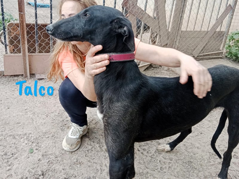 Talco 06/2024 (ESP) - entspannter und ruhiger, junger Galgo Bub!