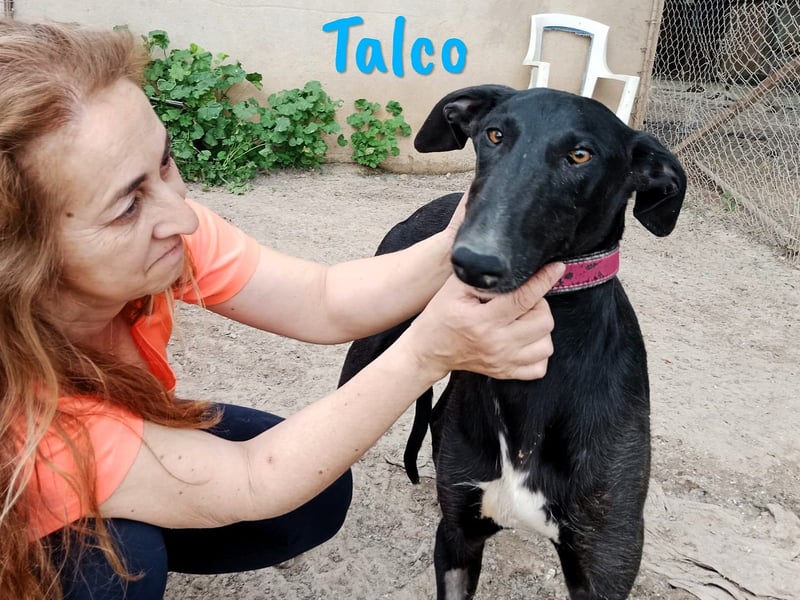 Talco 06/2024 (ESP) - entspannter und ruhiger, junger Galgo Bub!