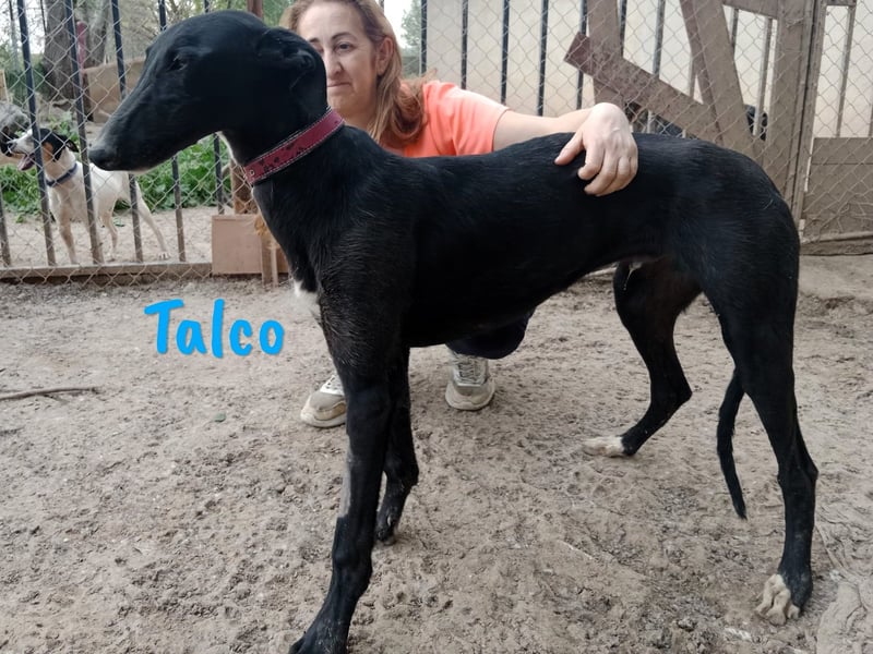 Talco 06/2024 (ESP) - entspannter und ruhiger, junger Galgo Bub!