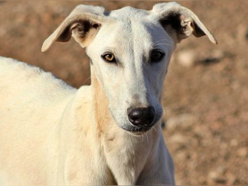 Farolillo, mit seiner Schwester schon zu lange im Tierheim