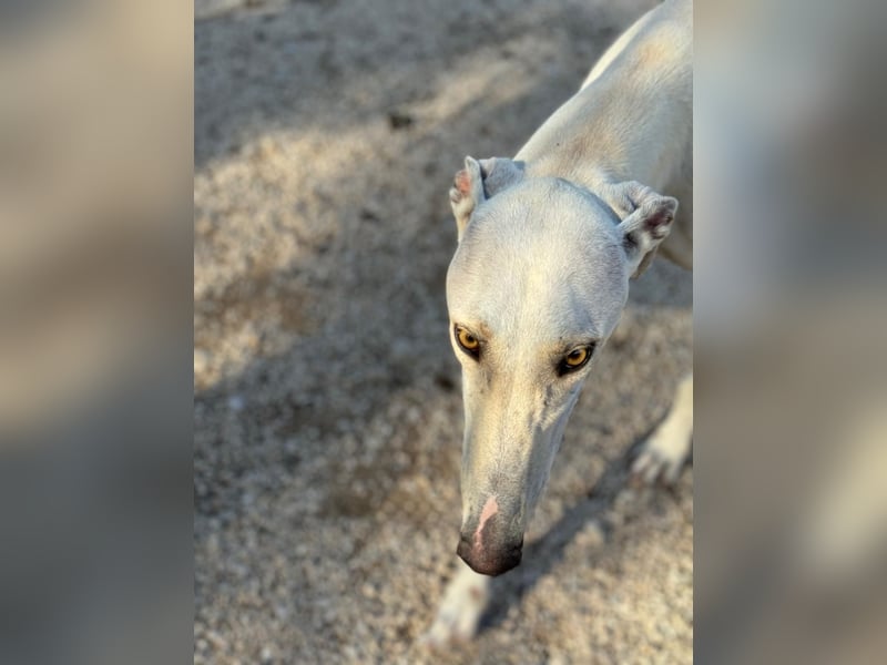 Invierno, ein toller Galgo Bub