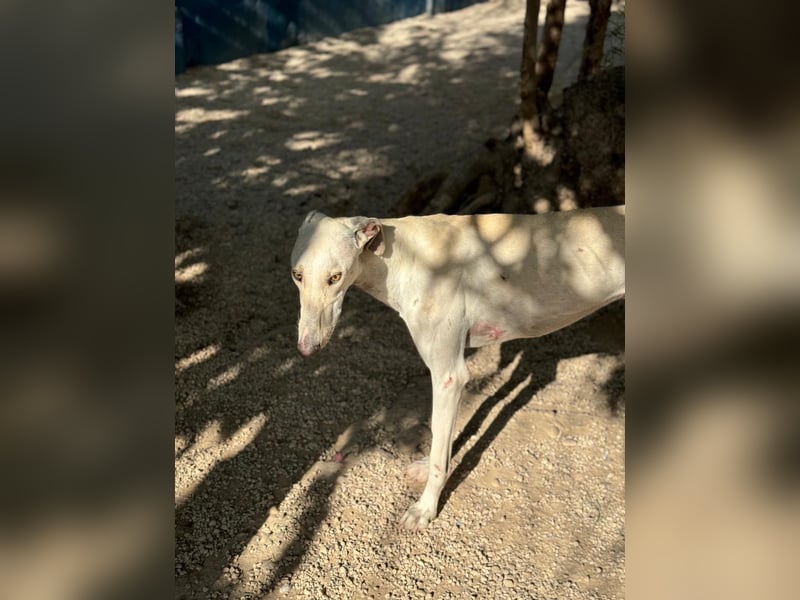 Invierno, ein toller Galgo Bub