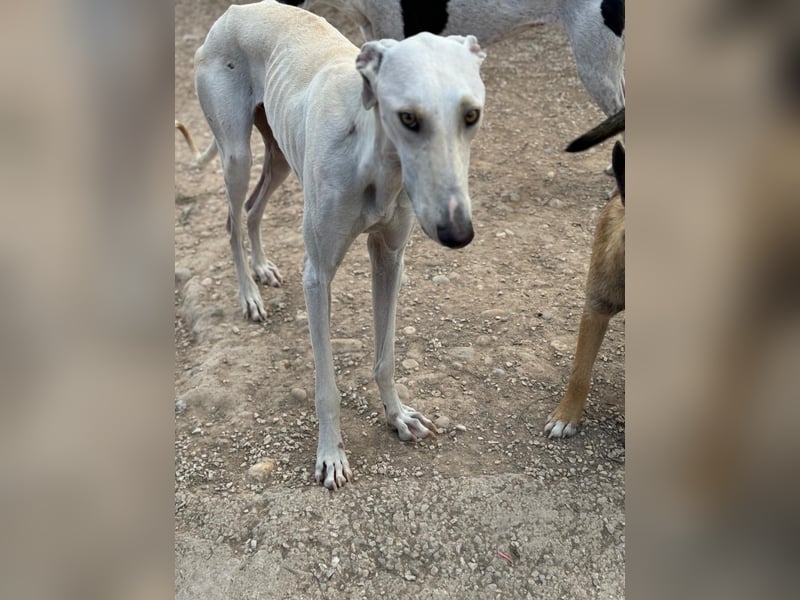 Invierno, ein toller Galgo Bub