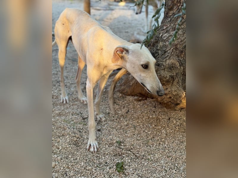 Invierno, ein toller Galgo Bub