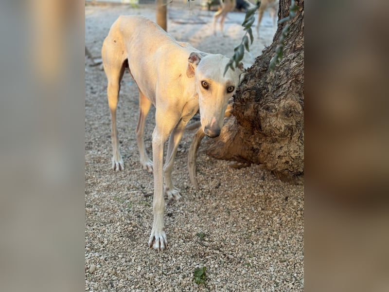 Invierno, ein toller Galgo Bub