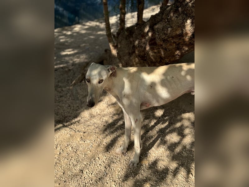 Invierno, ein toller Galgo Bub