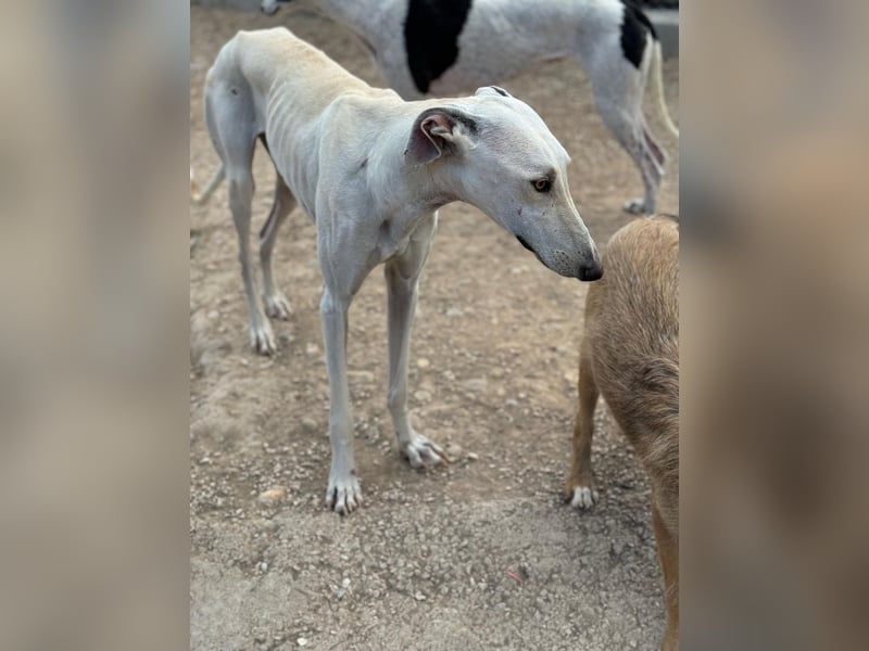Invierno, ein toller Galgo Bub