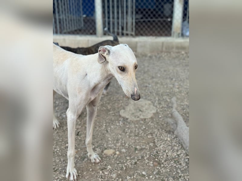 Invierno, ein toller Galgo Bub