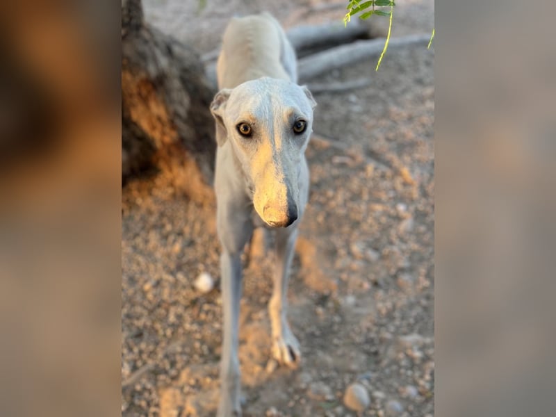 Invierno, ein toller Galgo Bub