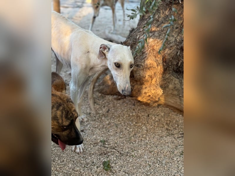 Invierno, ein toller Galgo Bub