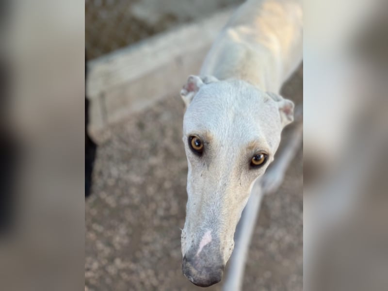 Invierno, ein toller Galgo Bub