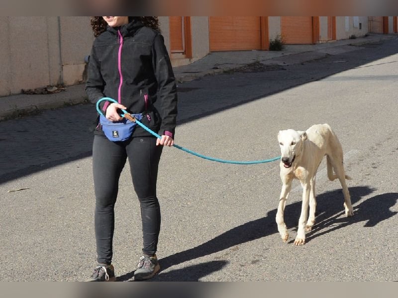 Farolillo, mit seiner Schwester schon zu lange im Tierheim