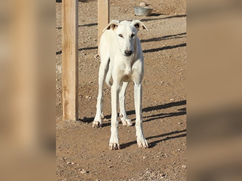 Farolillo, mit seiner Schwester schon zu lange im Tierheim