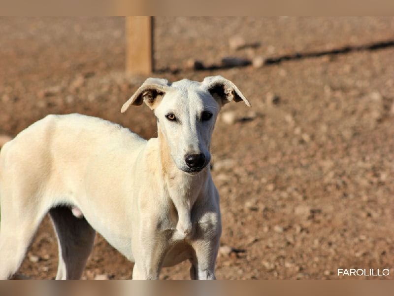 Farolillo, mit seiner Schwester schon zu lange im Tierheim