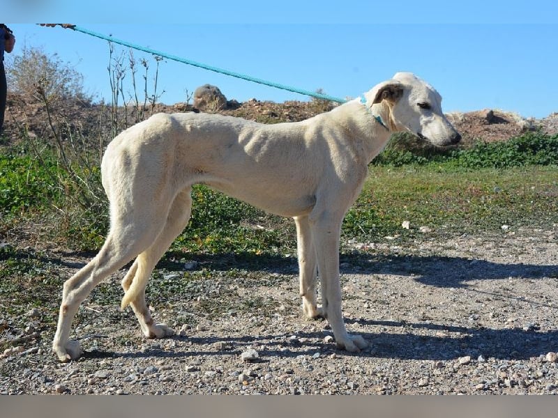 Farolillo, mit seiner Schwester schon zu lange im Tierheim