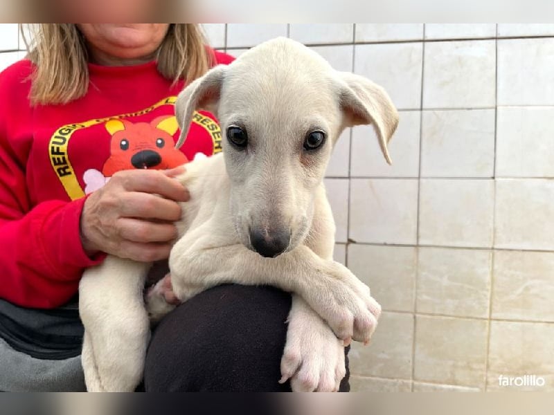 Farolillo, mit seiner Schwester schon zu lange im Tierheim