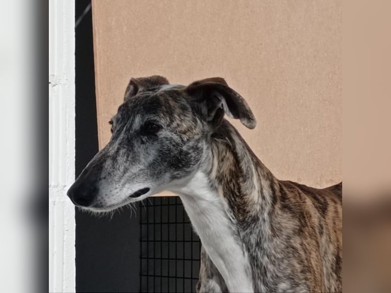 MORANTE-scheuer "Prinz" sucht liebevolles Zuhause