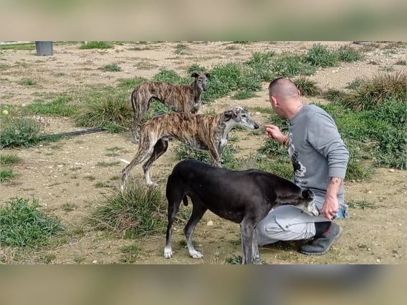 MORANTE-scheuer "Prinz" sucht liebevolles Zuhause