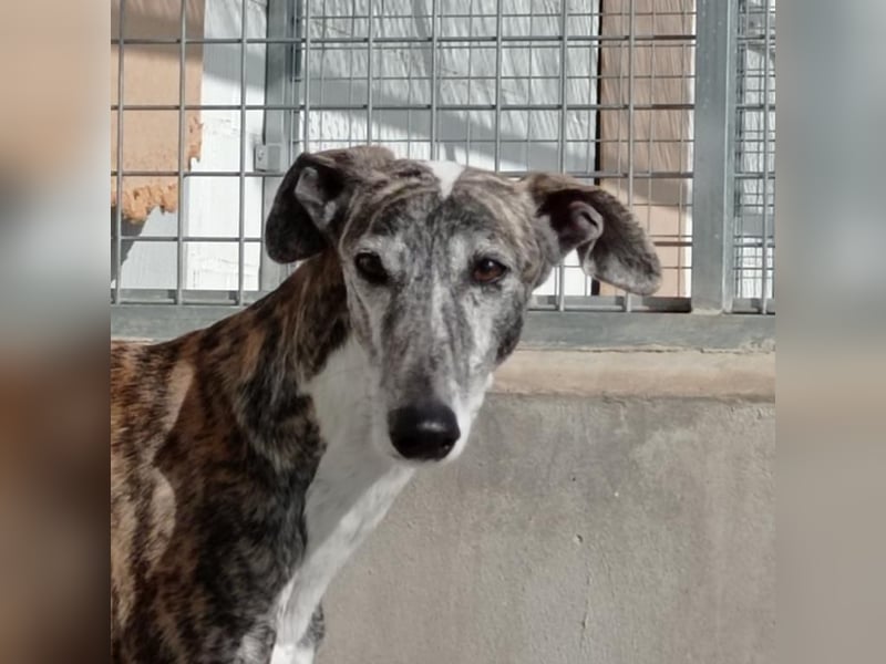 MORANTE-scheuer "Prinz" sucht liebevolles Zuhause