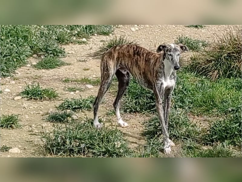 MORANTE-scheuer "Prinz" sucht liebevolles Zuhause
