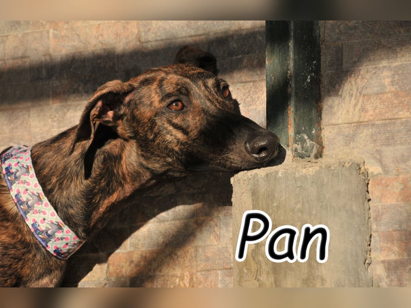 Lassen Sie Pan in Ihr Herz?