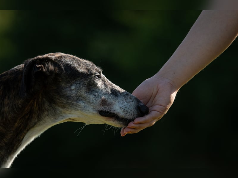 Darf Pitty Ihr Traumtyp sein?