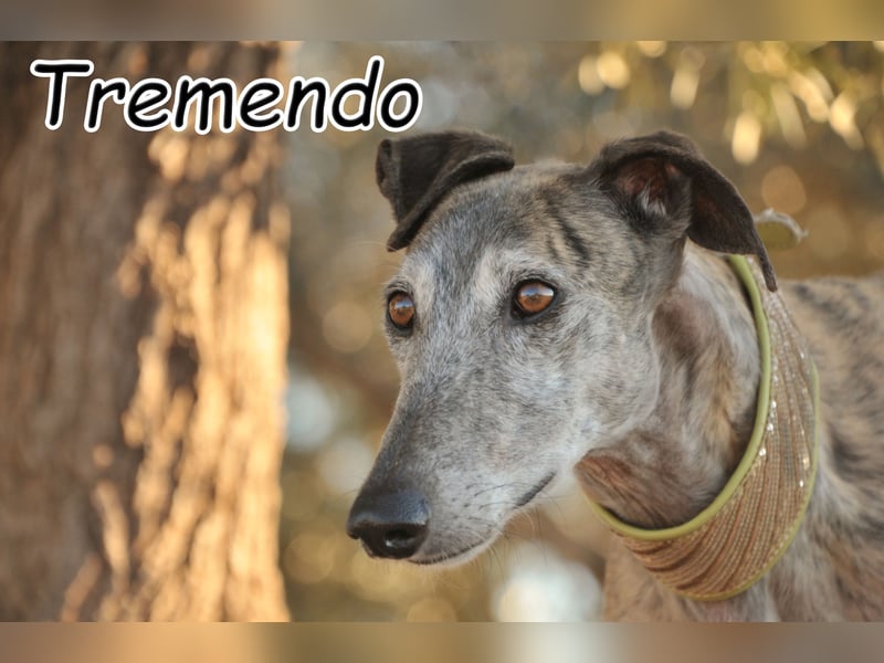 Hat die Tierheimzeit für Tremendo nun endlich ein Ende?