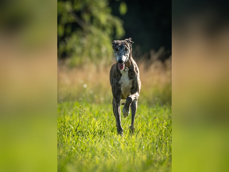 Darf Pitty Ihr Traumtyp sein?