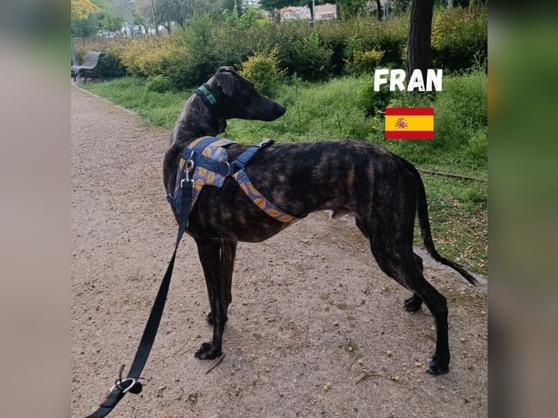 Fran,geb.05/23,anhänglicher Galgo-Bub sucht seine Familie