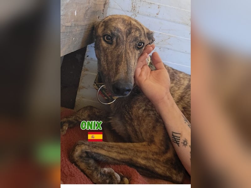 Onix,geb.05/24,schüchterner Galgo sucht seine Familie