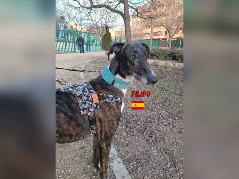 Filipo,geb.06/22,entspannter,unkomplizierter Galgo sucht seine Familie