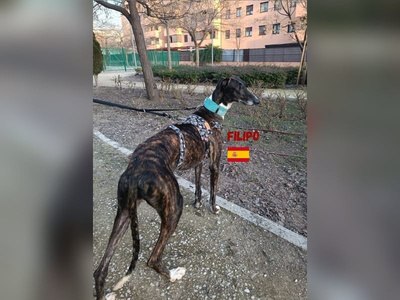 Filipo,geb.06/22,entspannter,unkomplizierter Galgo sucht seine Familie