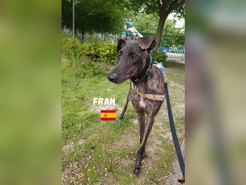 Fran,geb.05/23,anhänglicher Galgo-Bub sucht seine Familie