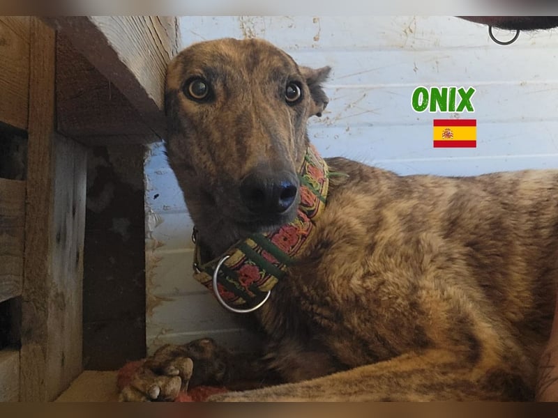 Onix,geb.05/24,schüchterner Galgo sucht seine Familie