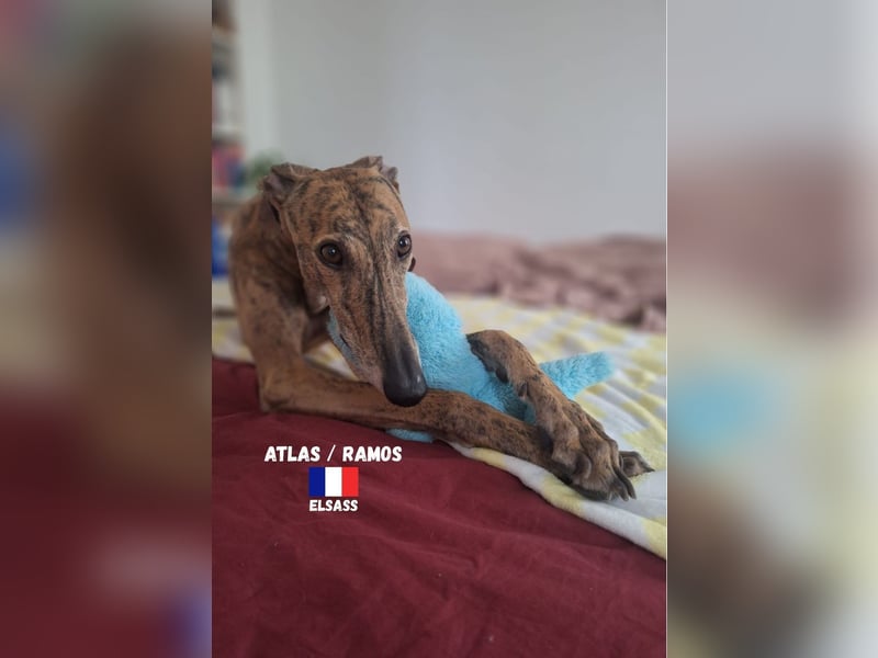!!NOTFALL!!Atlas/Ramos,geb.06/20,fröhlicher Galgo sucht seine Familie