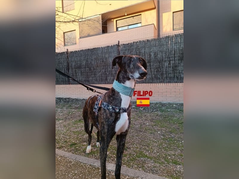Filipo,geb.06/22,entspannter,unkomplizierter Galgo sucht seine Familie