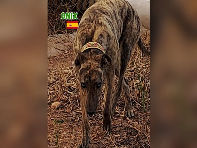 Onix,geb.05/24,schüchterner Galgo sucht seine Familie