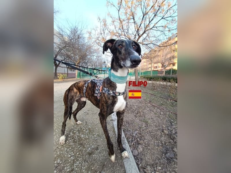 Filipo,geb.06/22,entspannter,unkomplizierter Galgo sucht seine Familie