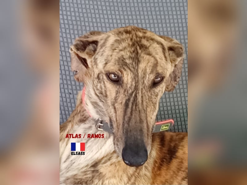 !!NOTFALL!!Atlas/Ramos,geb.06/20,fröhlicher Galgo sucht seine Familie
