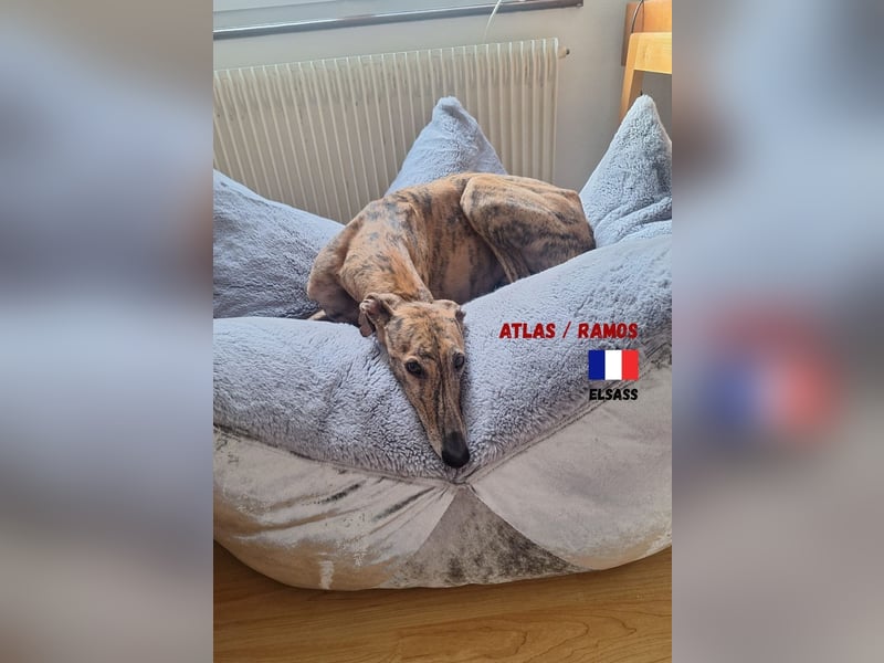 !!NOTFALL!!Atlas/Ramos,geb.06/20,fröhlicher Galgo sucht seine Familie