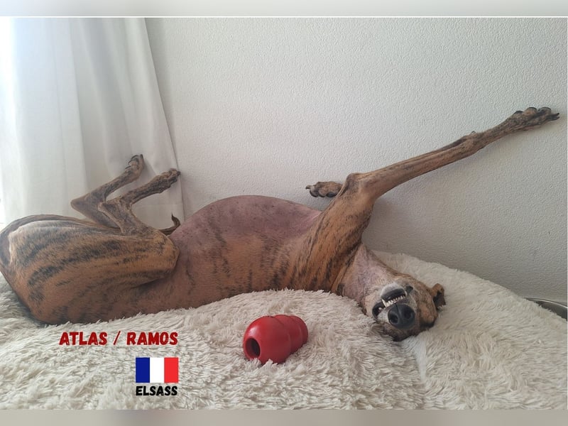 !!NOTFALL!!Atlas/Ramos,geb.06/20,fröhlicher Galgo sucht seine Familie
