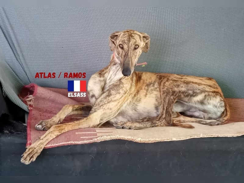 !!NOTFALL!!Atlas/Ramos,geb.06/20,fröhlicher Galgo sucht seine Familie