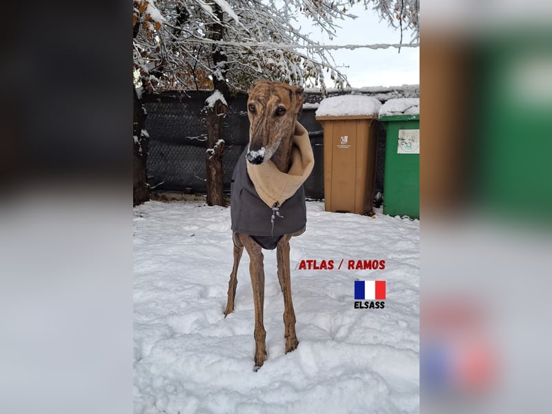 !!NOTFALL!!Atlas/Ramos,geb.06/20,fröhlicher Galgo sucht seine Familie