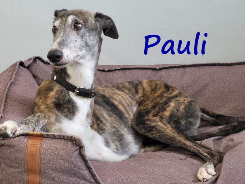 Pauli geb. 2017 (in Deutschland) - verschmuster und menschenbezogener Galgo ein absoluter Schatz!