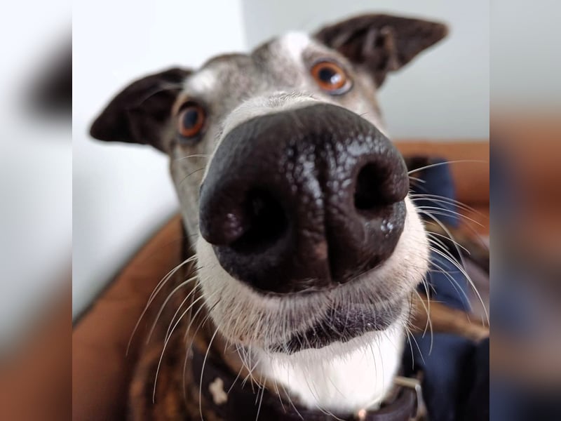 Pauli geb. 2017 (in Deutschland) - verschmuster und menschenbezogener Galgo ein absoluter Schatz!