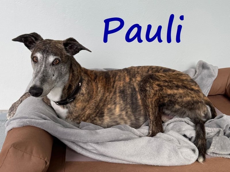 Pauli geb. 2017 (in Deutschland) - verschmuster und menschenbezogener Galgo ein absoluter Schatz!