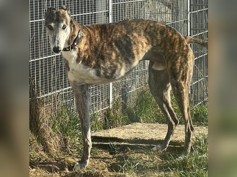 Pauli geb. 2017 (in Deutschland) - verschmuster und menschenbezogener Galgo ein absoluter Schatz!