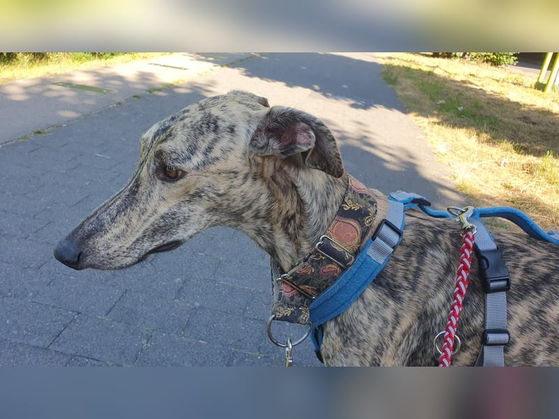 Toni, sucht ein liebevolles Zuhause
