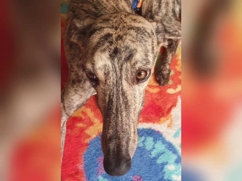 Toni, sucht ein liebevolles Zuhause
