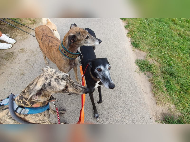 Toni, sucht ein liebevolles Zuhause